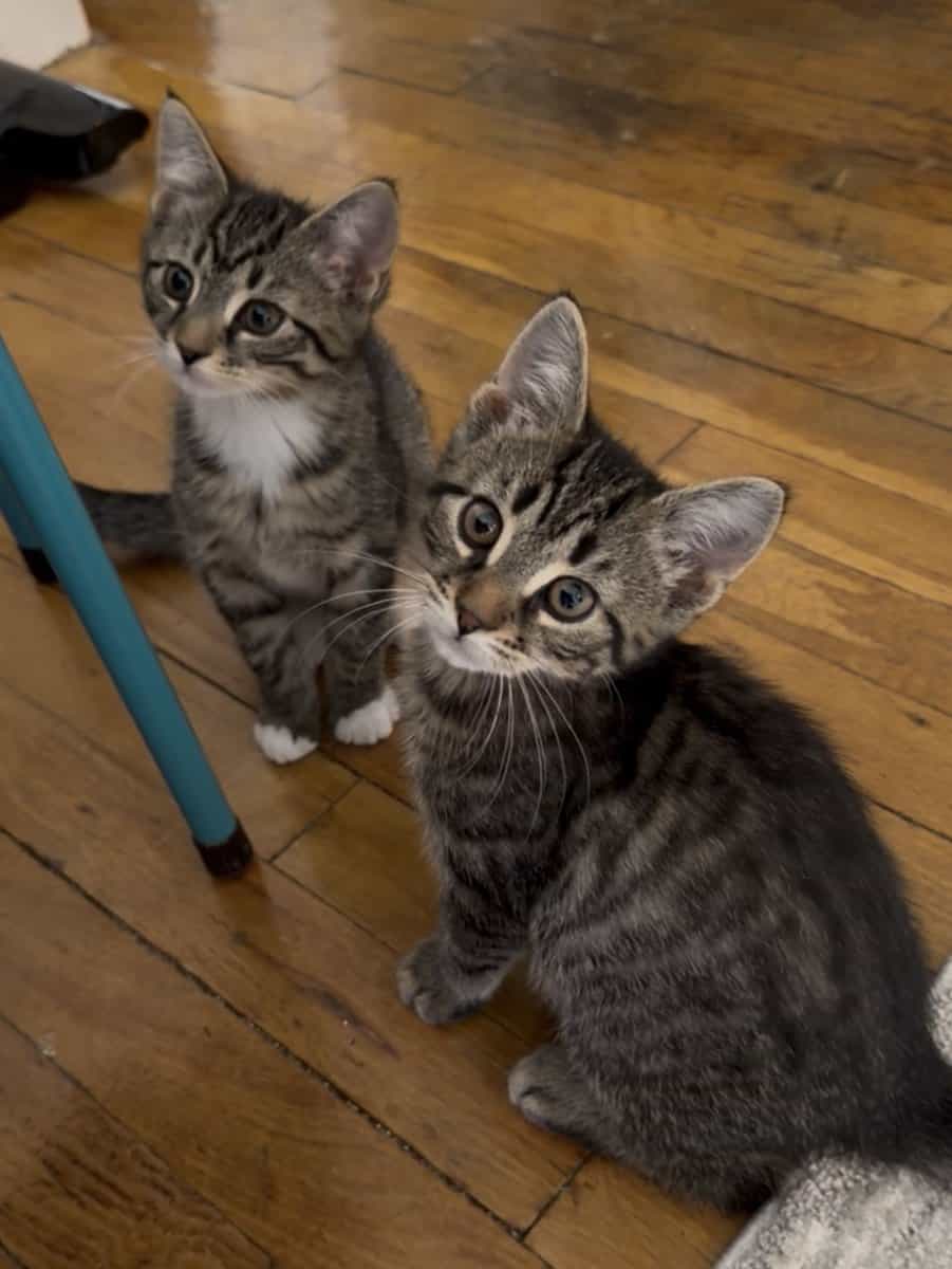 2 FREE KITTENS (beautiful boy brothers) image 1