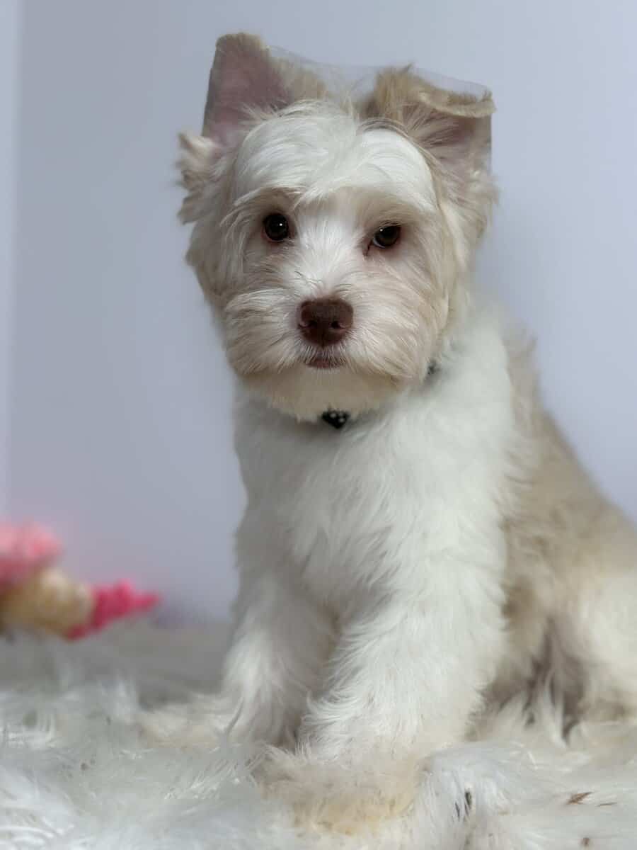 Blonde chocolate yorkie image 1