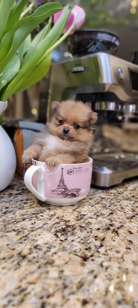 Pomeranian Puppies XS / MINI image 6