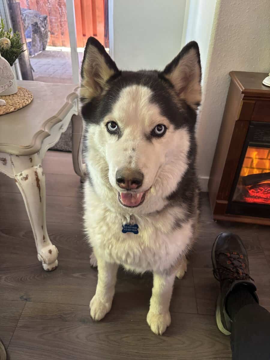 Siberian Husky mix image 4