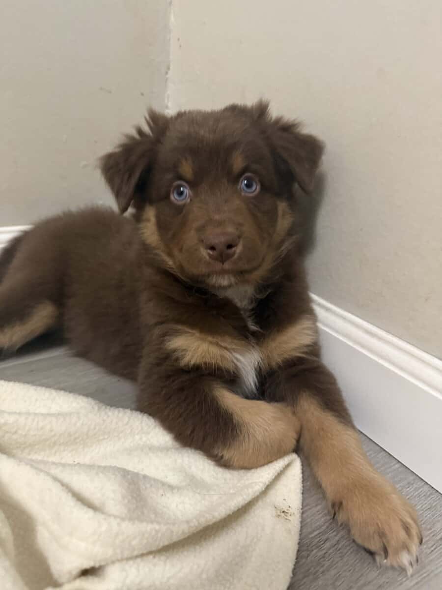 Australian Shepherd Red Female Puppy image 2