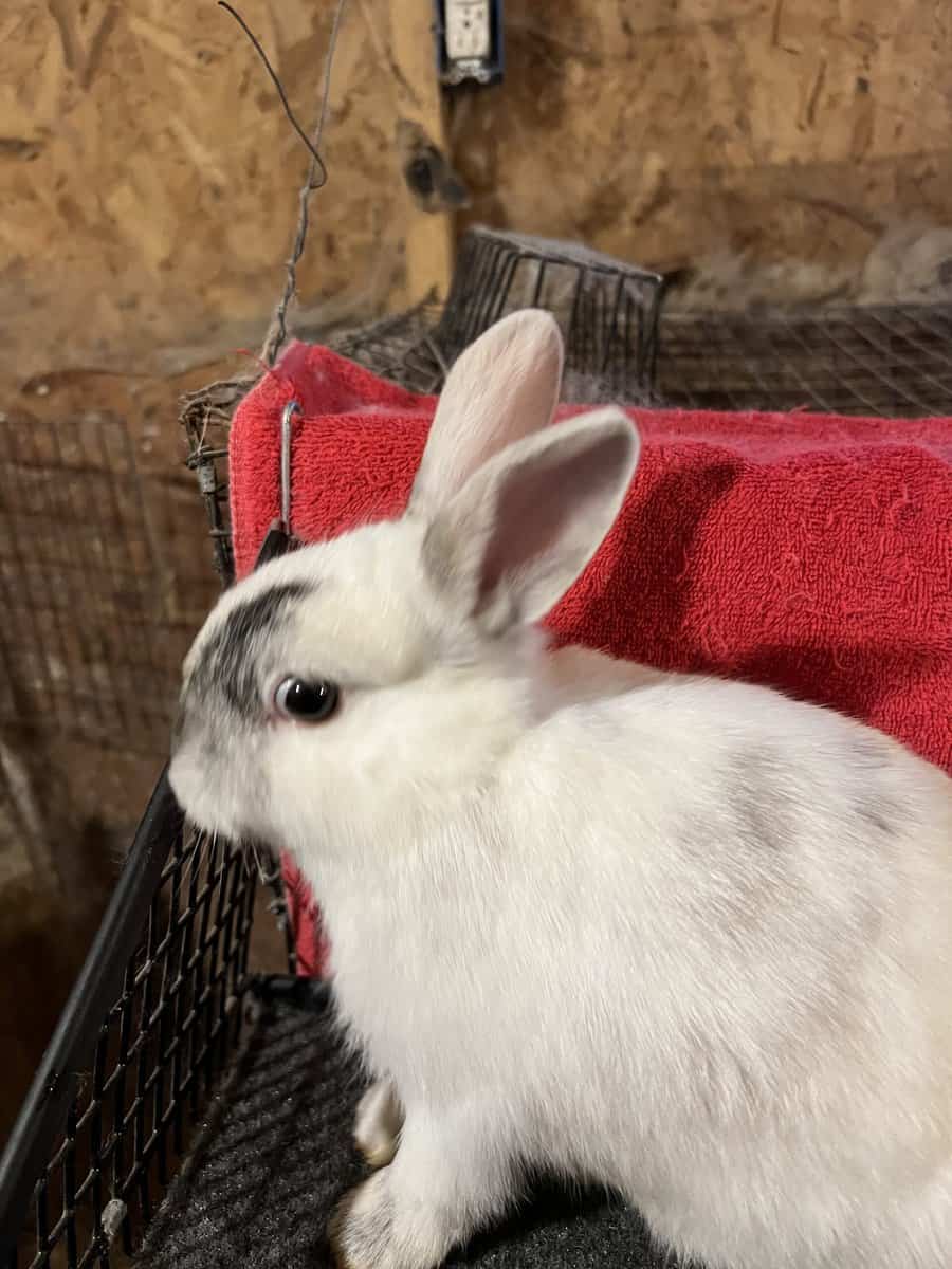 Mini Rex image 2
