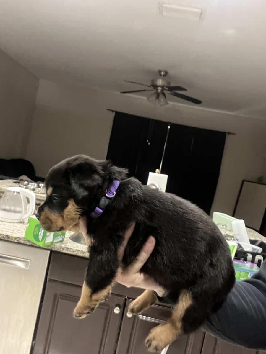 Purple Collar Rottweiler image 3