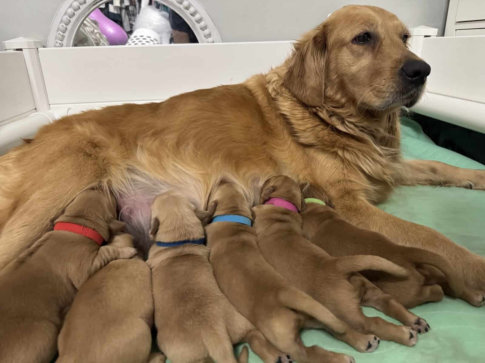 Golden retriever Puppies (RED/TRUE GOLD MIX) image 5