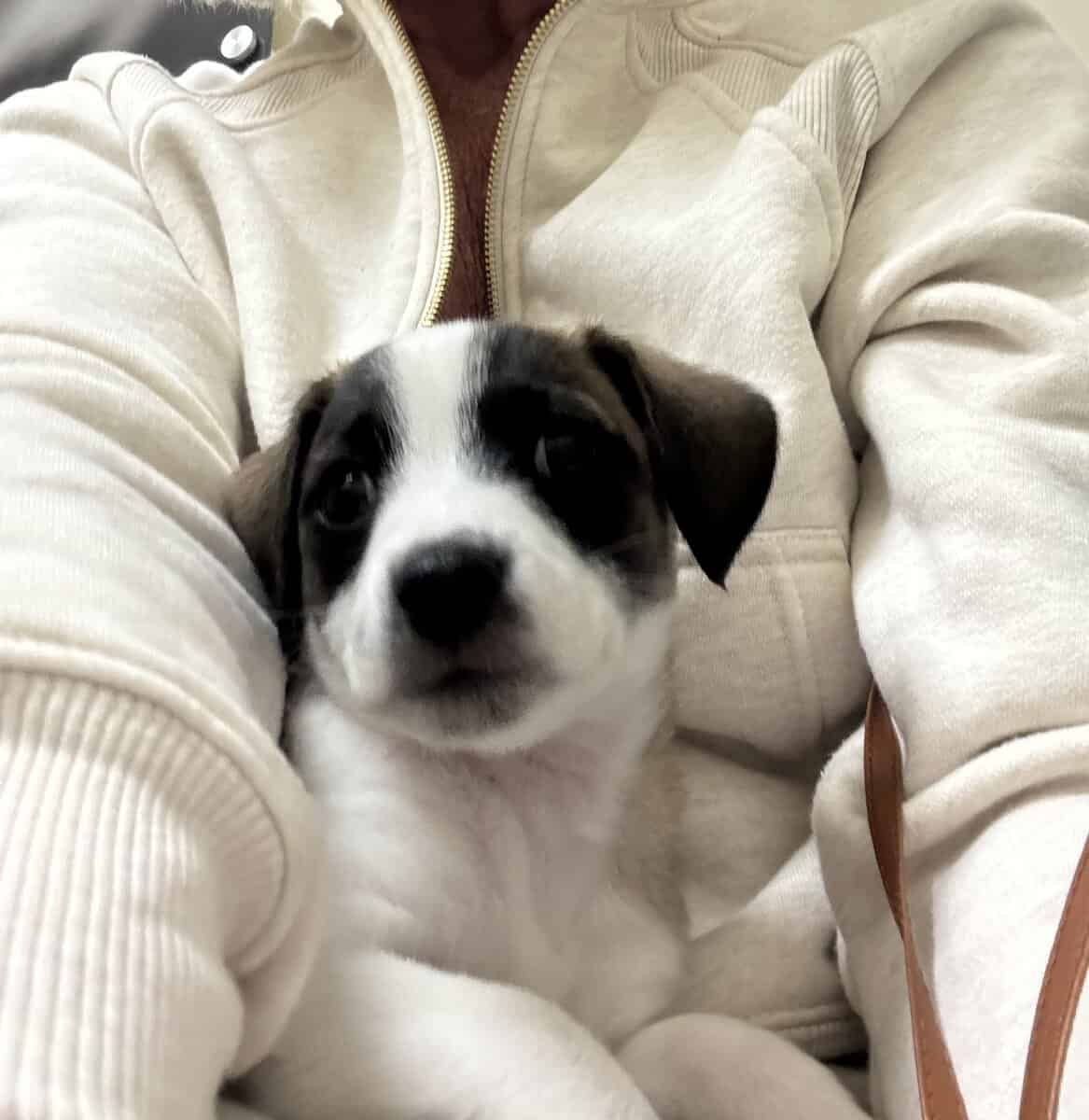 Free - Chihuahua mix nine week old puppy image 2