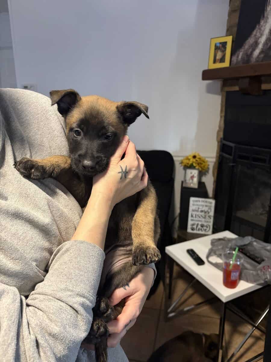 Belgian Malinois puppies image 3