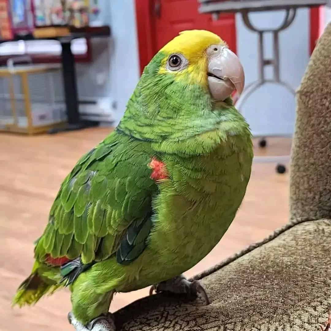 Male and female healthy Amazon Parrots Available image 6