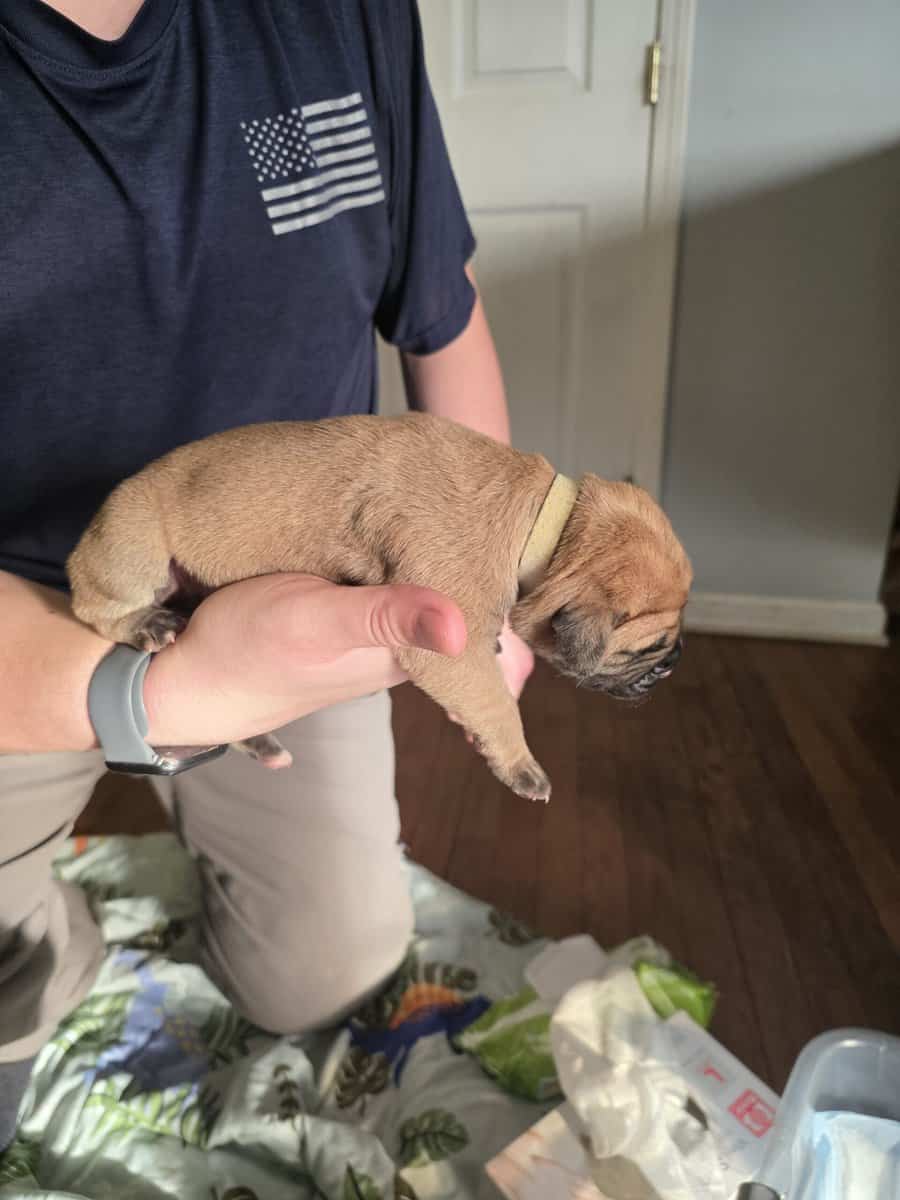 English mastiffs puppies for sale image 4