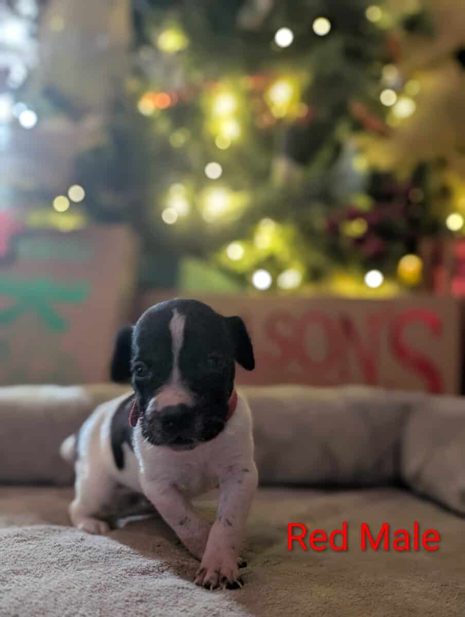 German Shorthair Pointer Puppies image 9