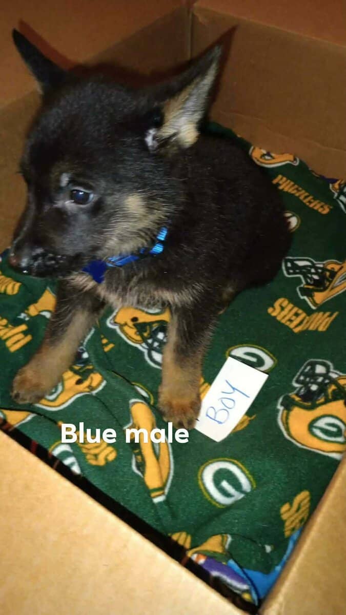 German Shepherd Puppies image 6