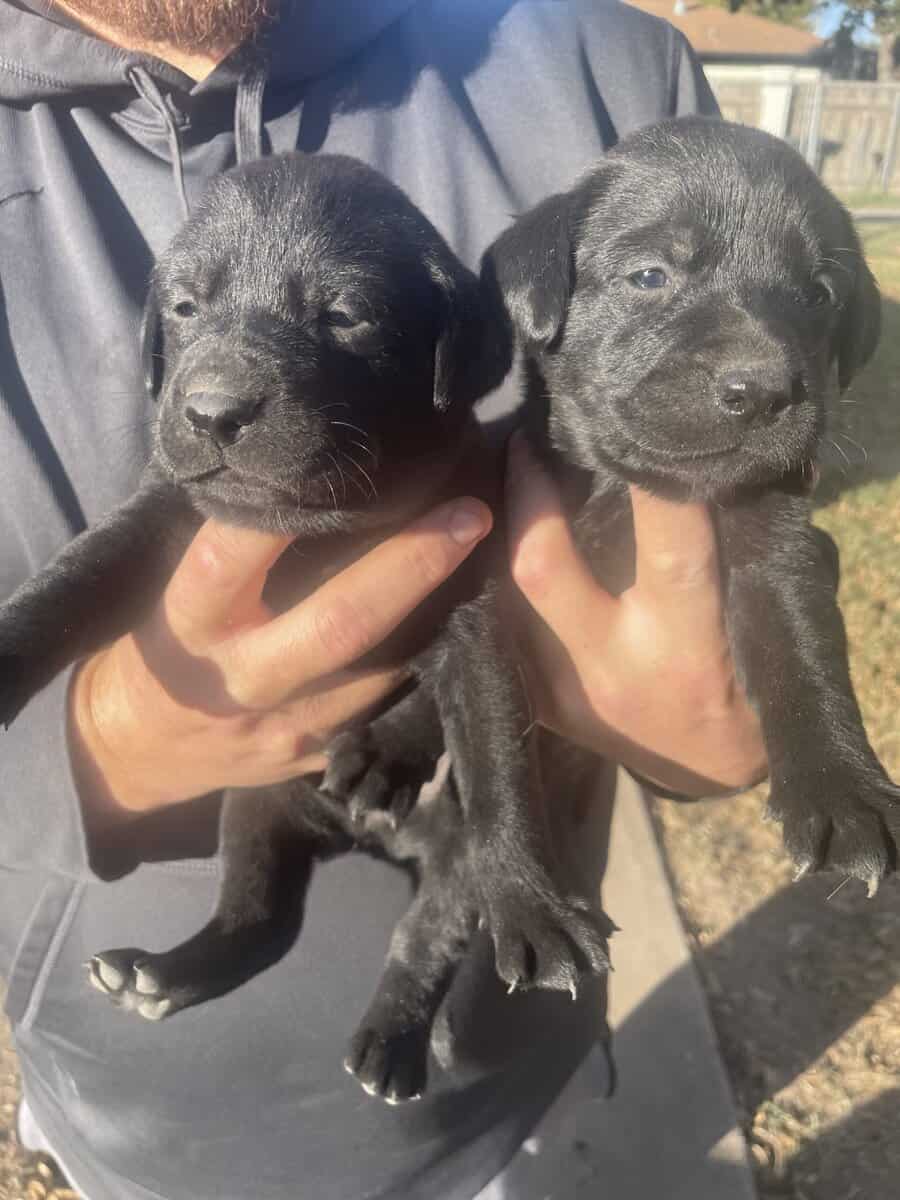 Labrador puppies image 1