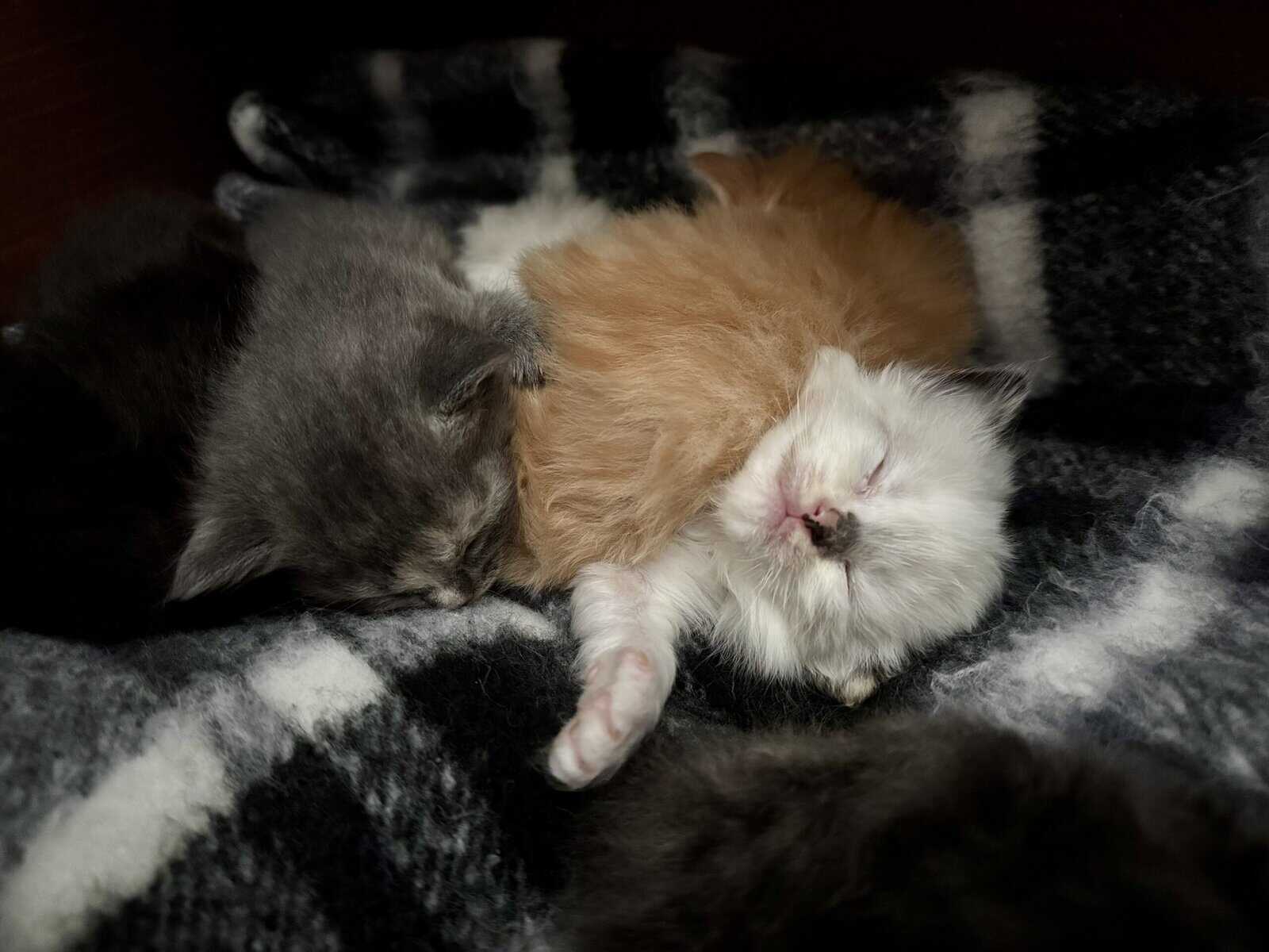 Furever Love image 3