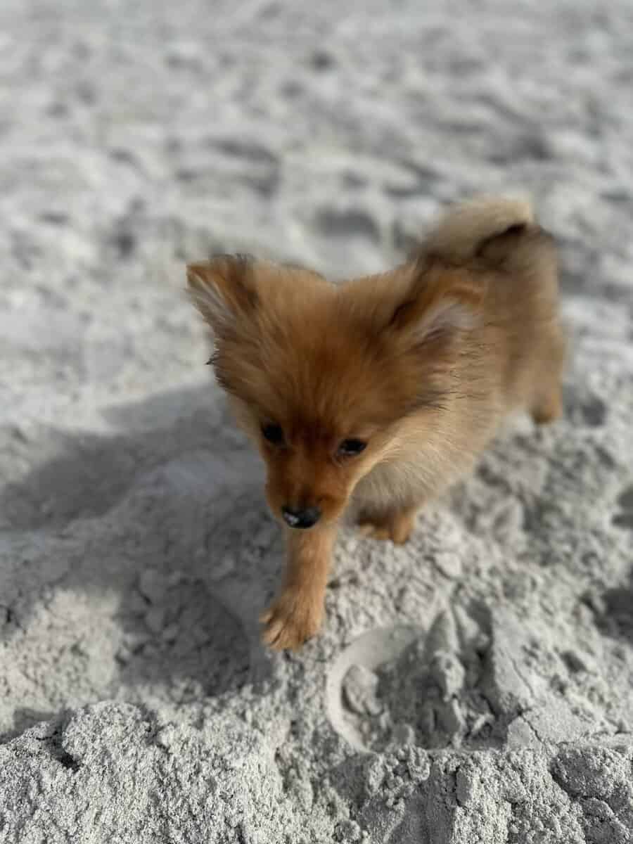 Pomeranian image 9