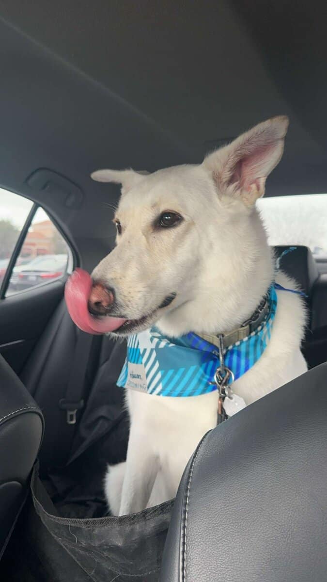 Rehome Dog image 2