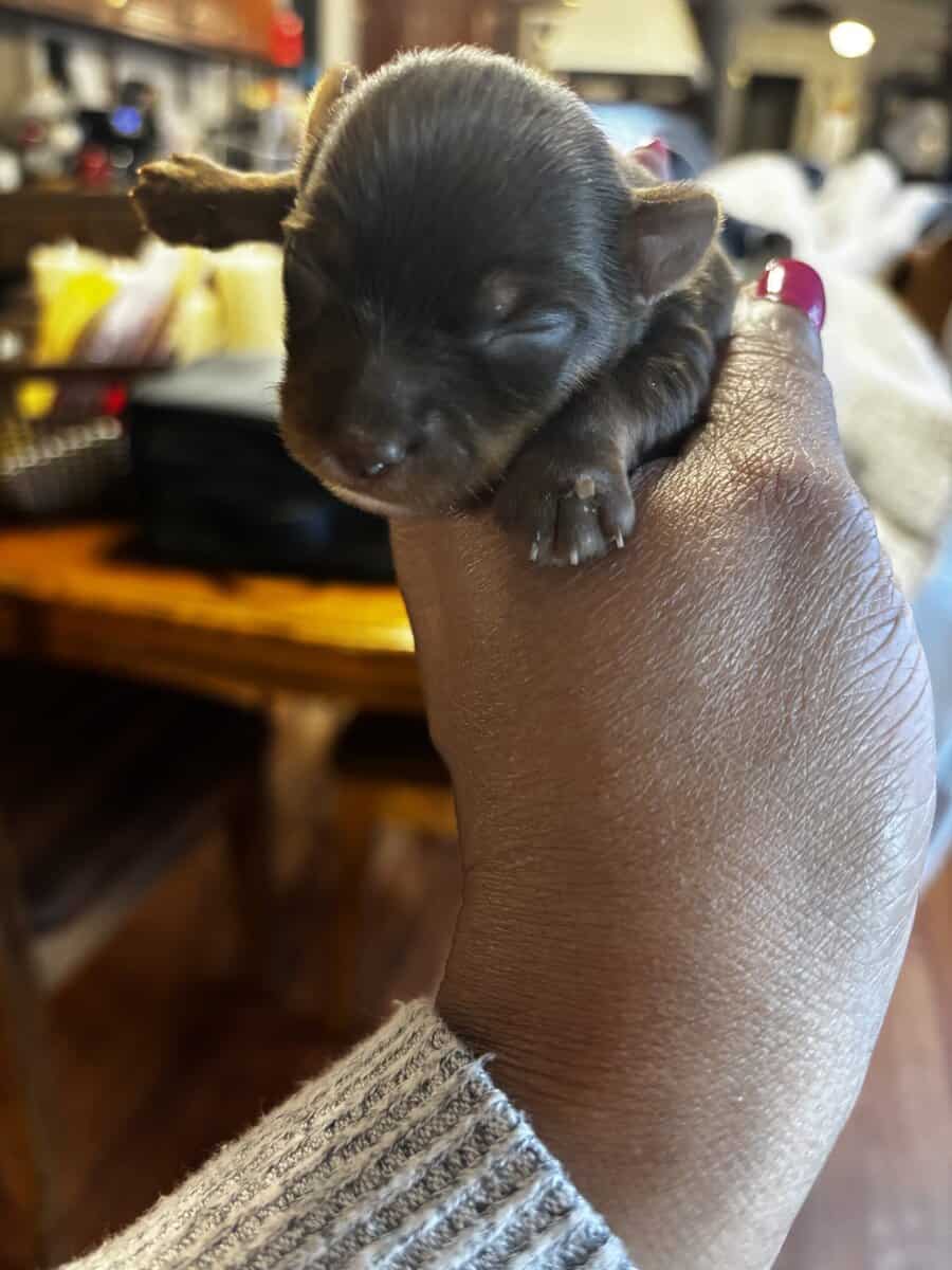 Forest Yorkies image 3