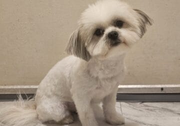Rex – Loving Shih Tzu & Pomeranian Mix, House-Trai