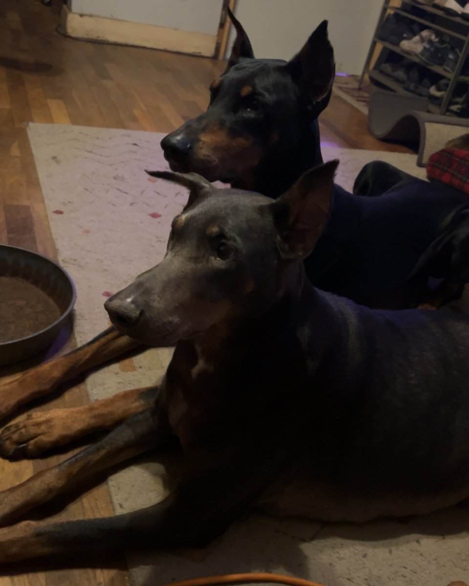 Doberman puppy image 2