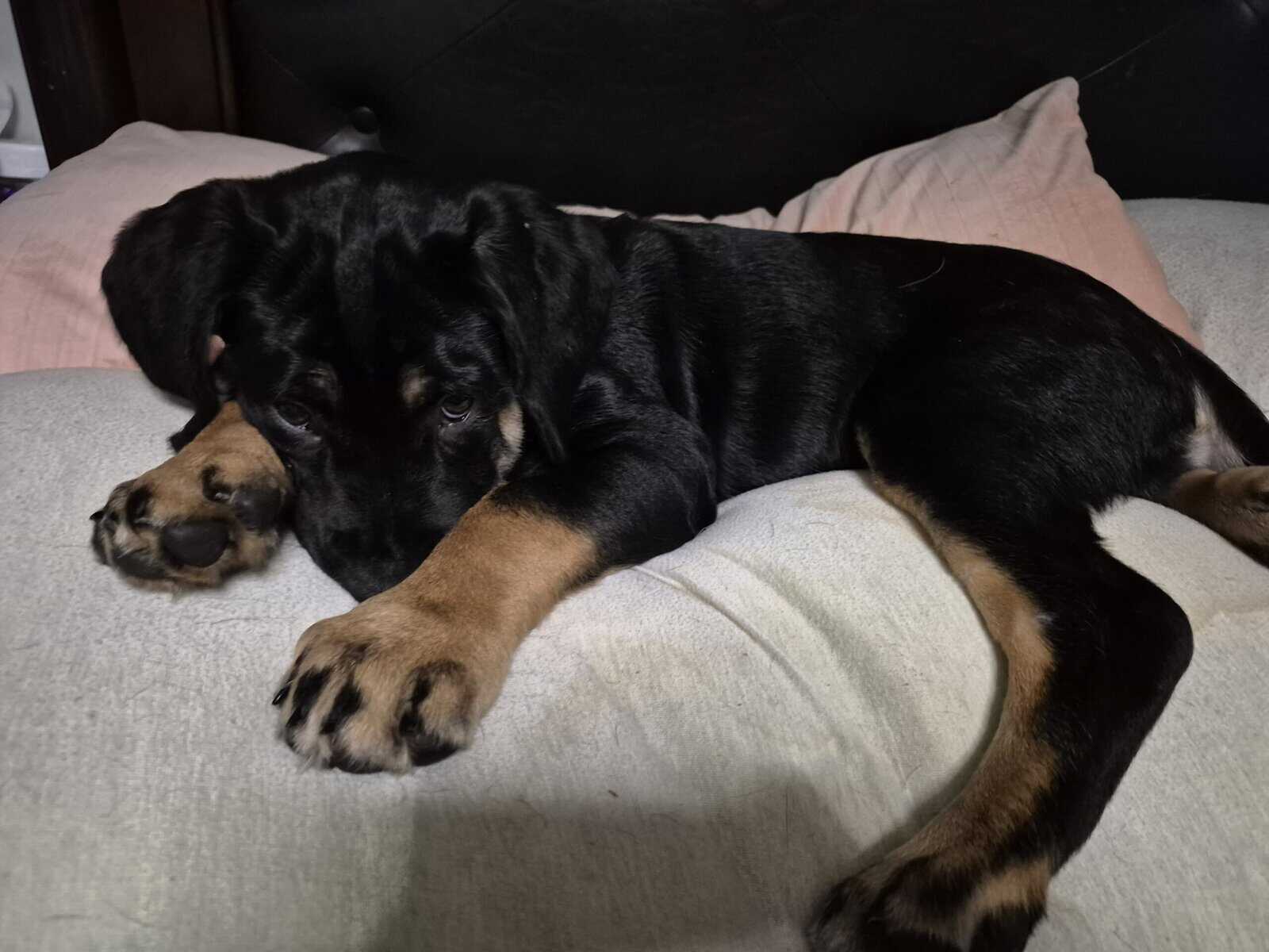 Puppies looking for love image 3