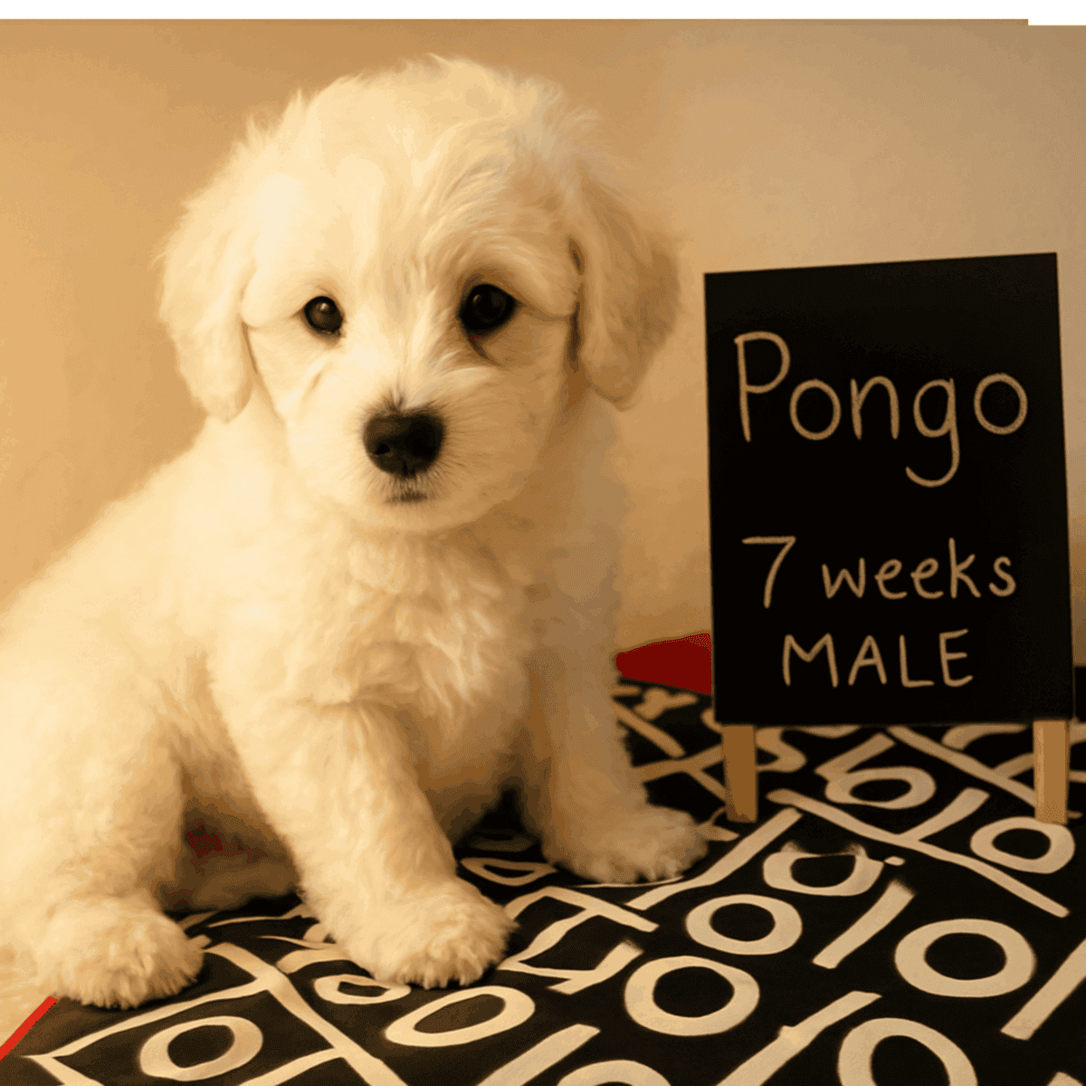 Adorable Cockapoo puppy image 1