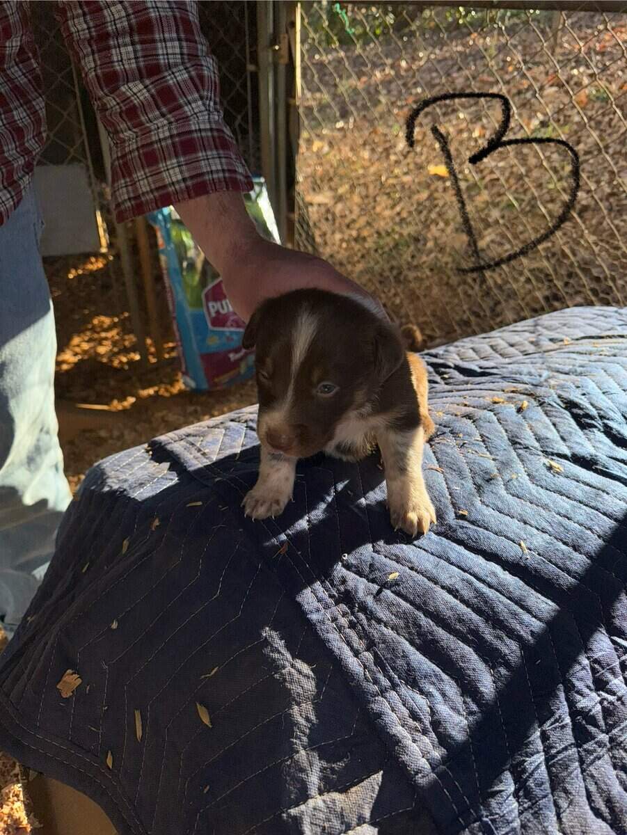 Border Collie/ Australian Shepard mix puppies image 6