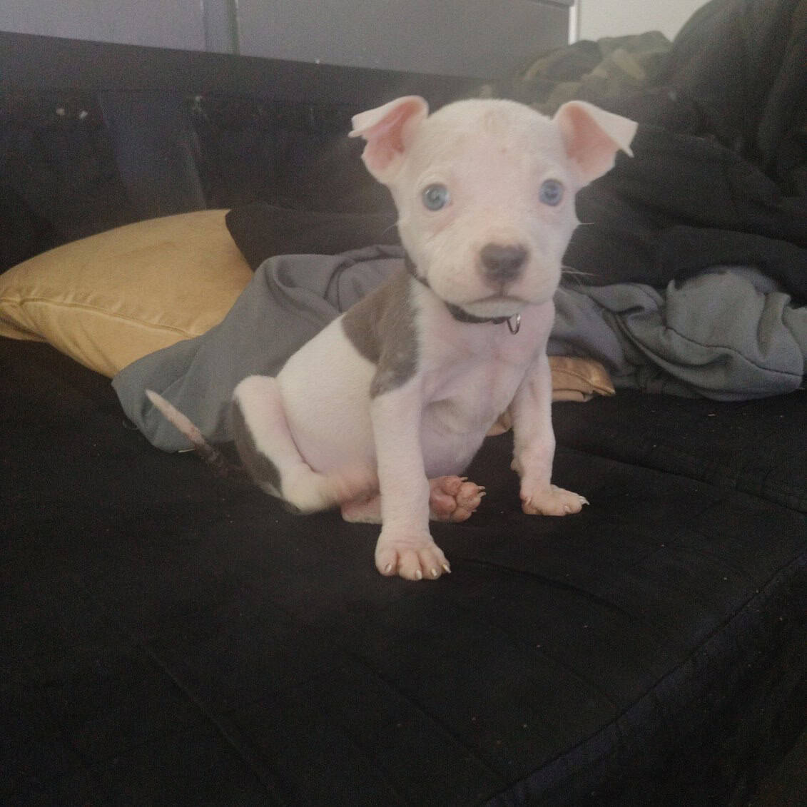 Pitbulls all girls image 2