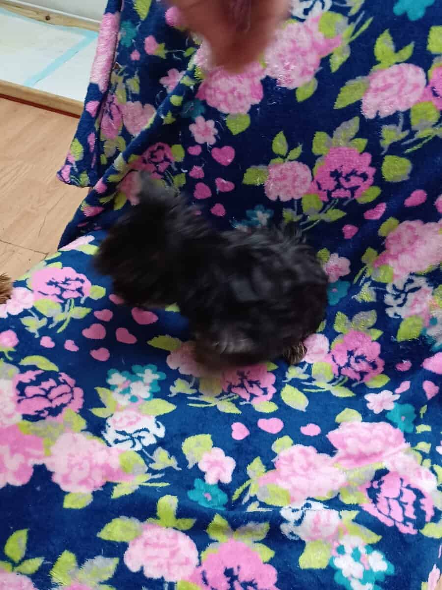 CKC REGISTERED TEACUP YORKSHIRE TERRIER (Girl) image 8