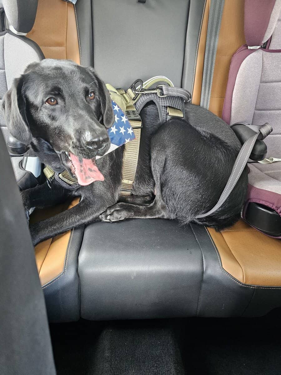 Black Lab image 2