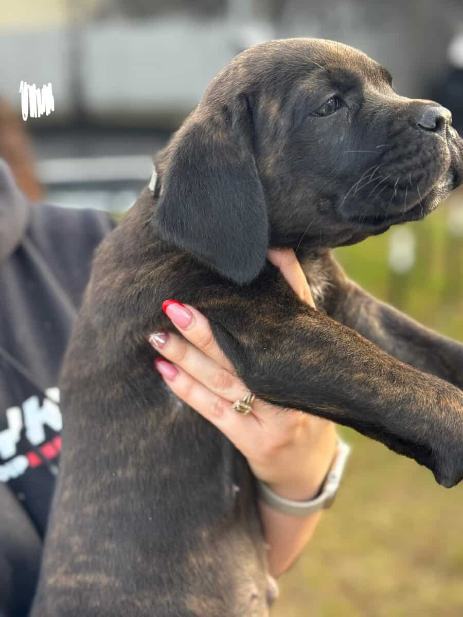 Cane Corso puppies image 4