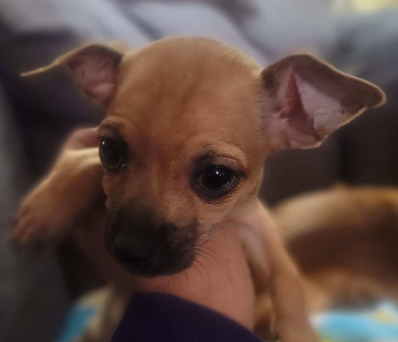 Chihuahua female shorthair image 1