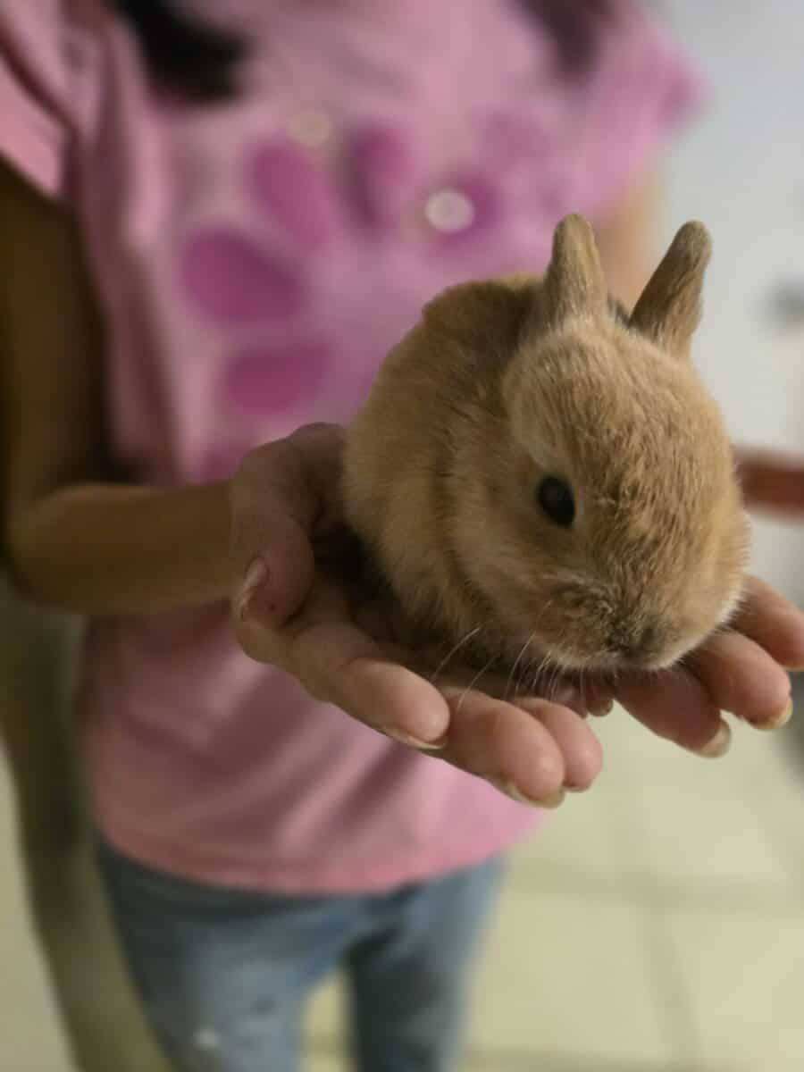 Bunnies image 2