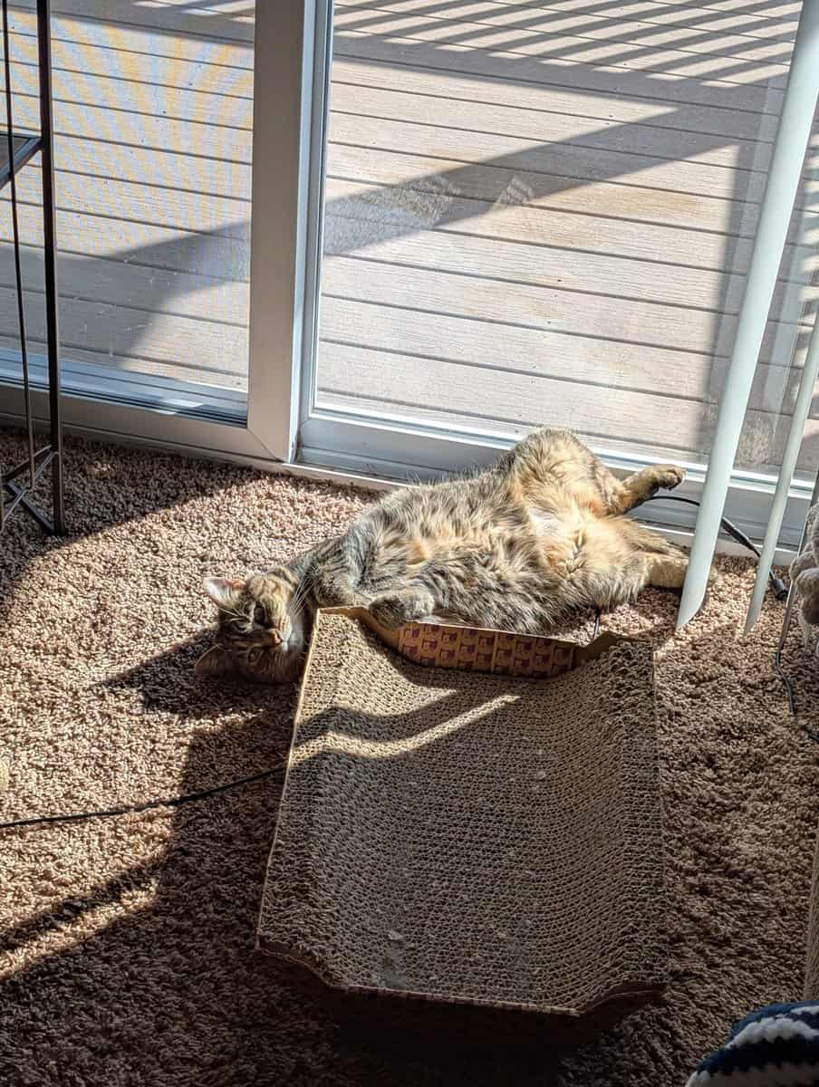 Cat needs rehomed image 5
