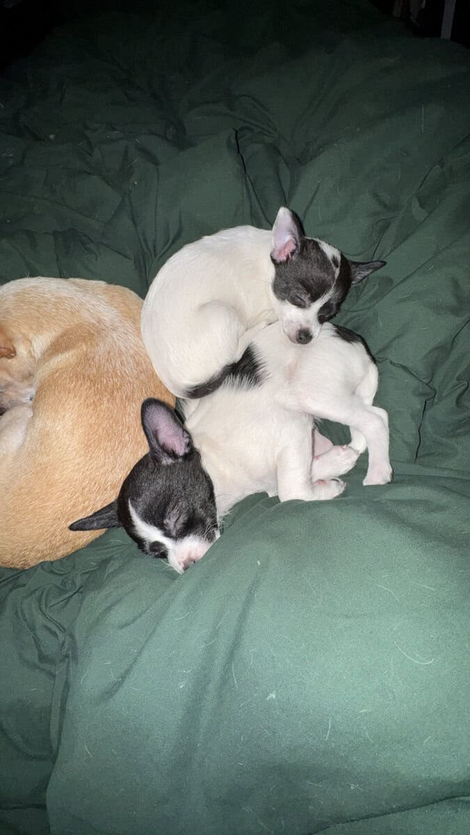 Pom-chi puppies image 8