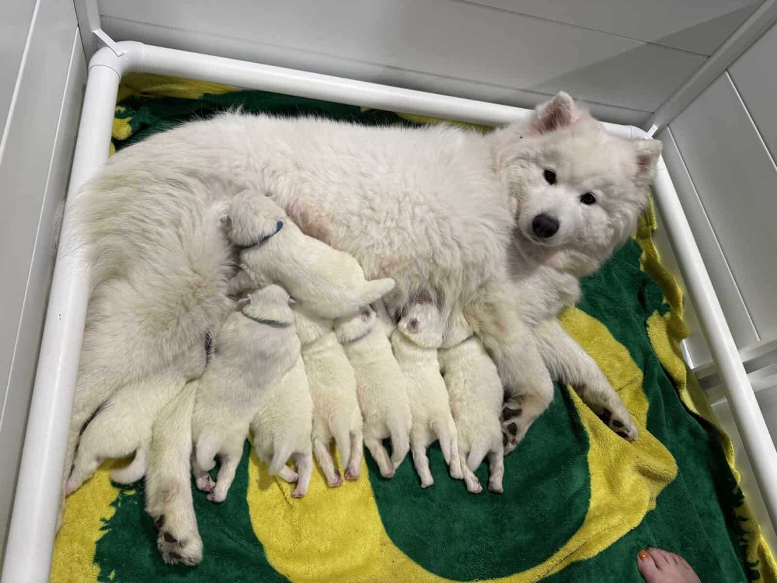 Beautiful Samoyed Puppies image 8