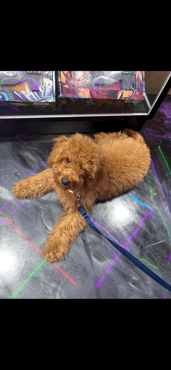 Mini Goldendoodle image 3