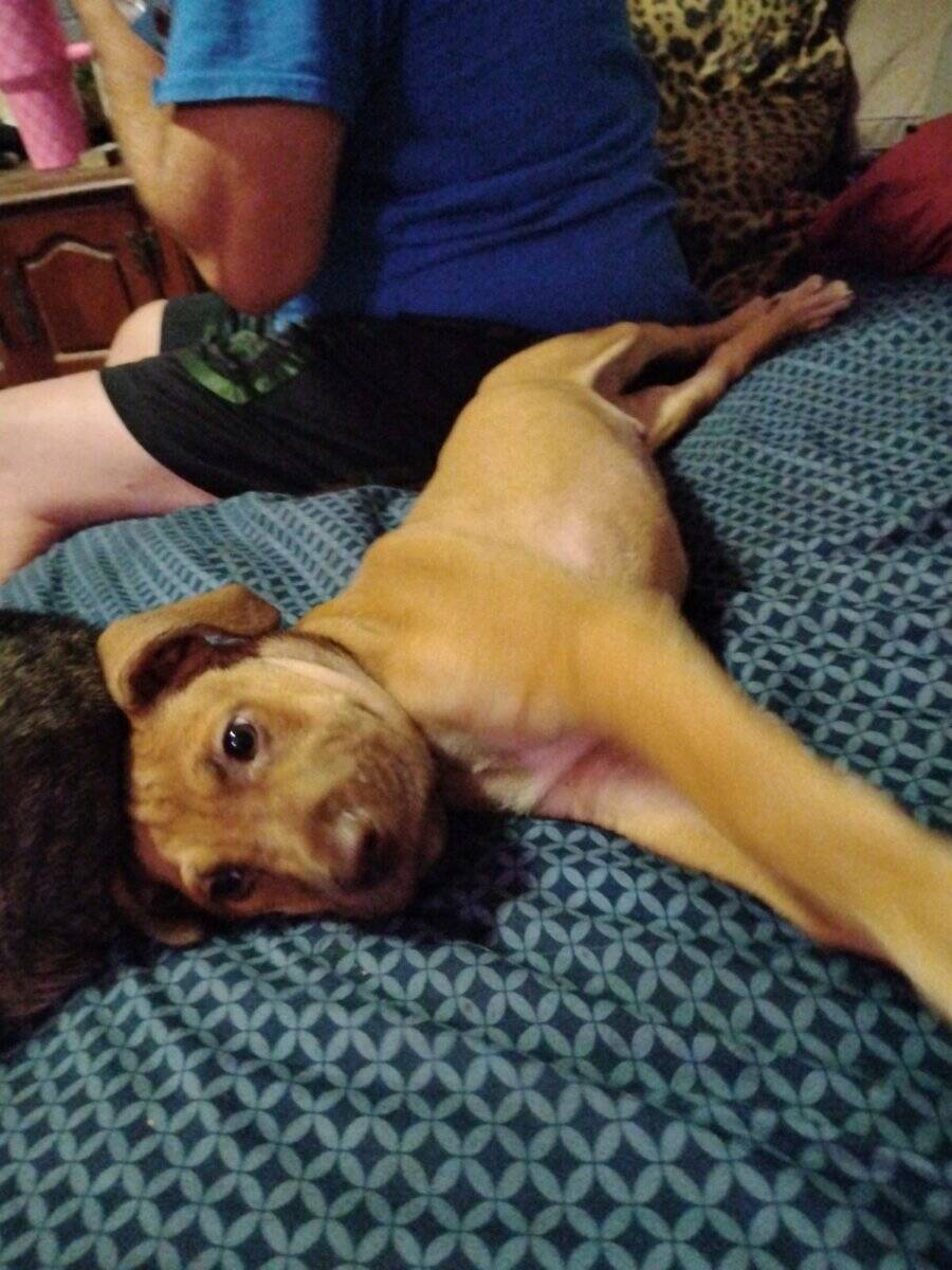 8 months old pup image 1
