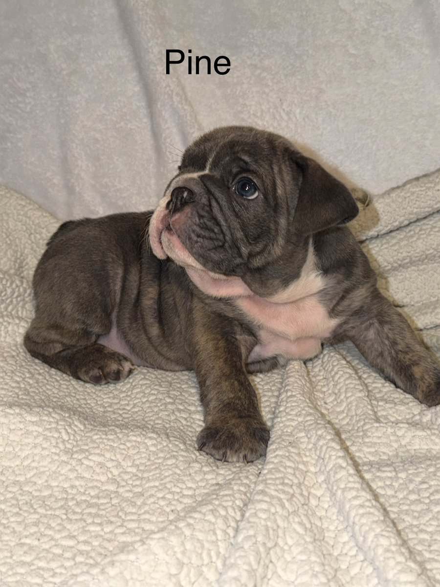 🐾 **Adorable English Bulldog Puppies ** 🐾 image 8
