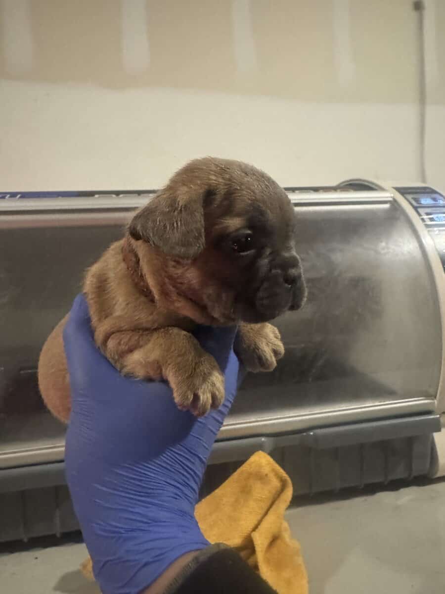 French Bulldog pup image 2
