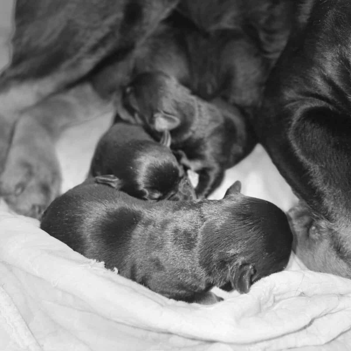Rottweiler puppies image 3