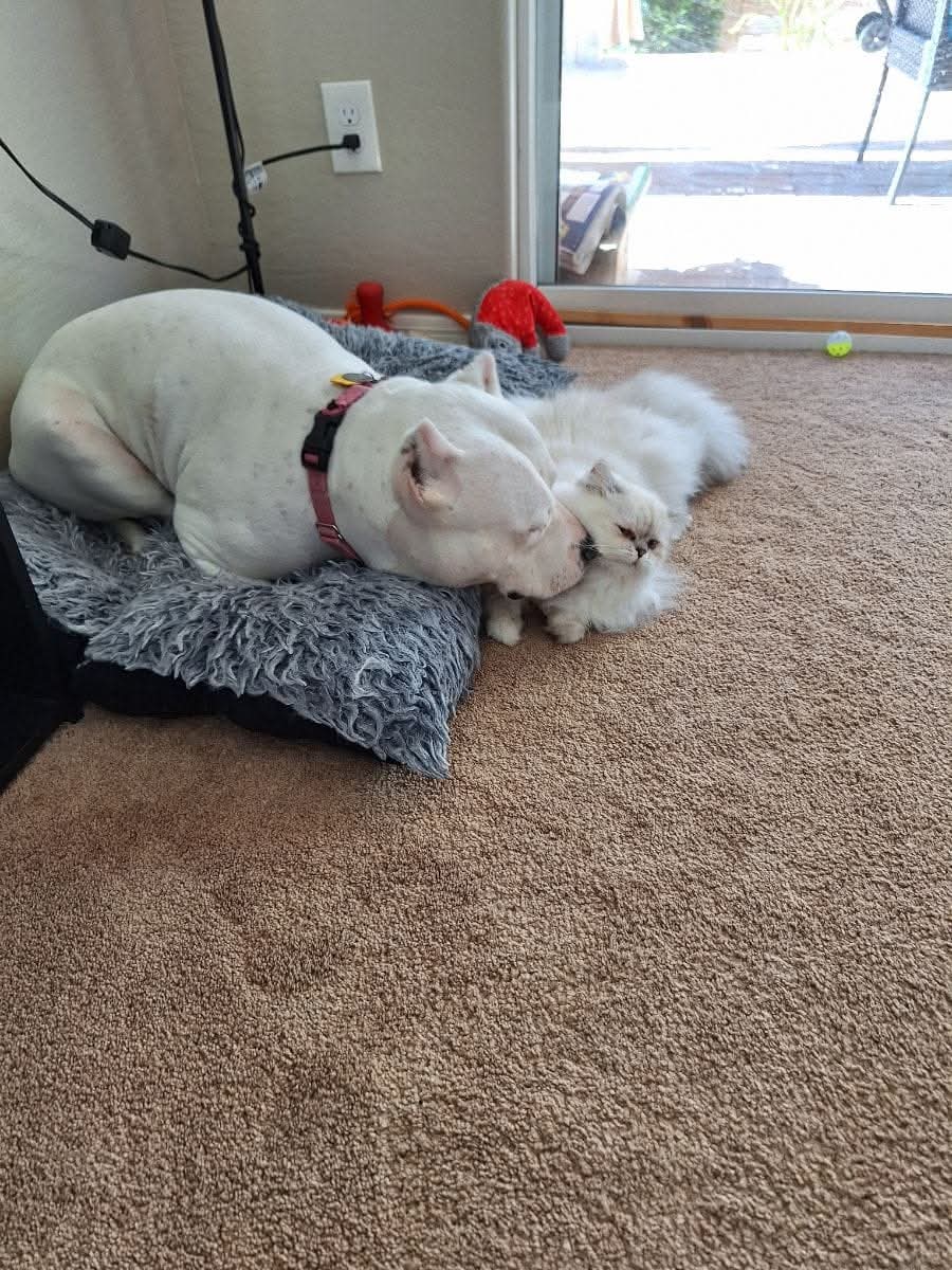 Meet Chevy, A Loving Dogo Argentino image 2
