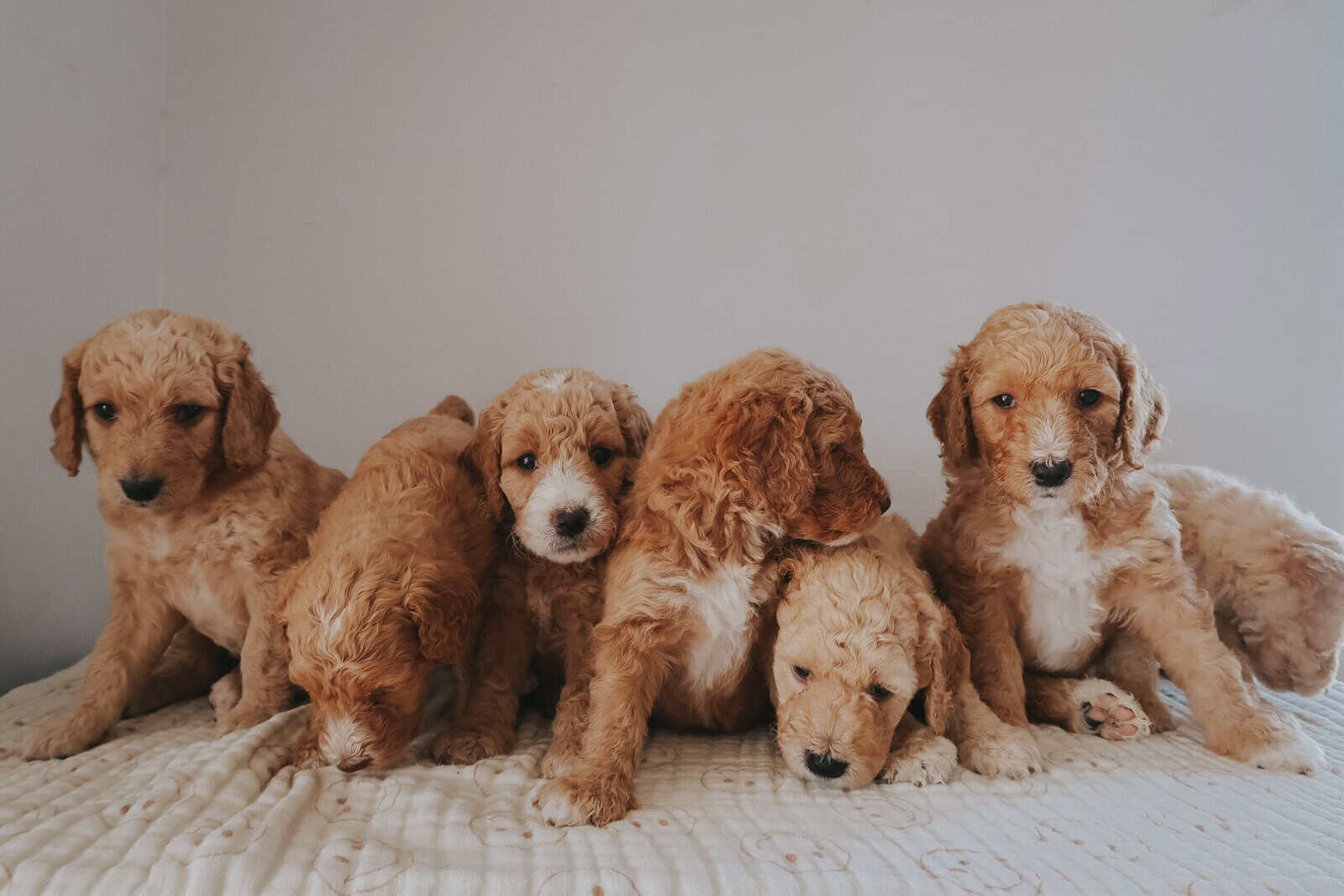 Multi-Gen Doodle Puppies for sale! image 7