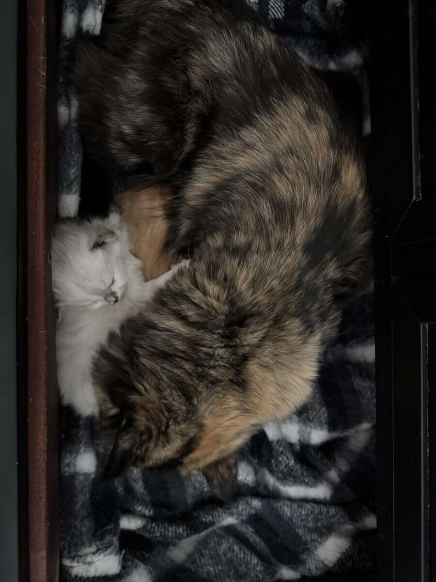 Furever Kitten Love image 9