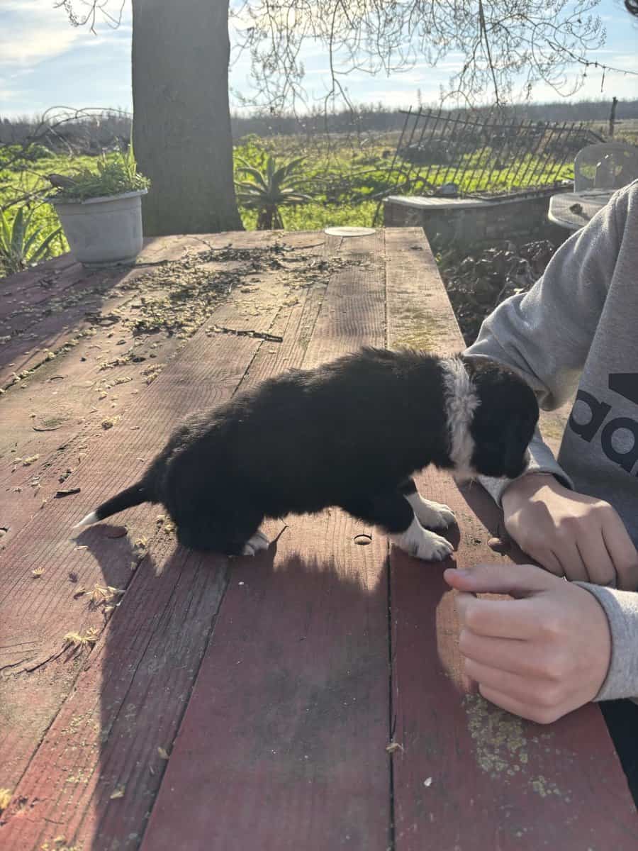 Australian Shepard/Border Collie puppies available image 1
