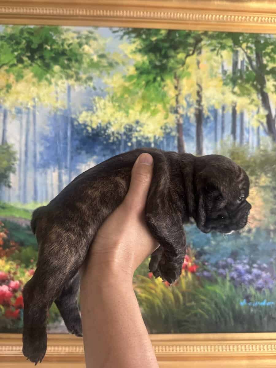 French Bulldog Puppies image 9