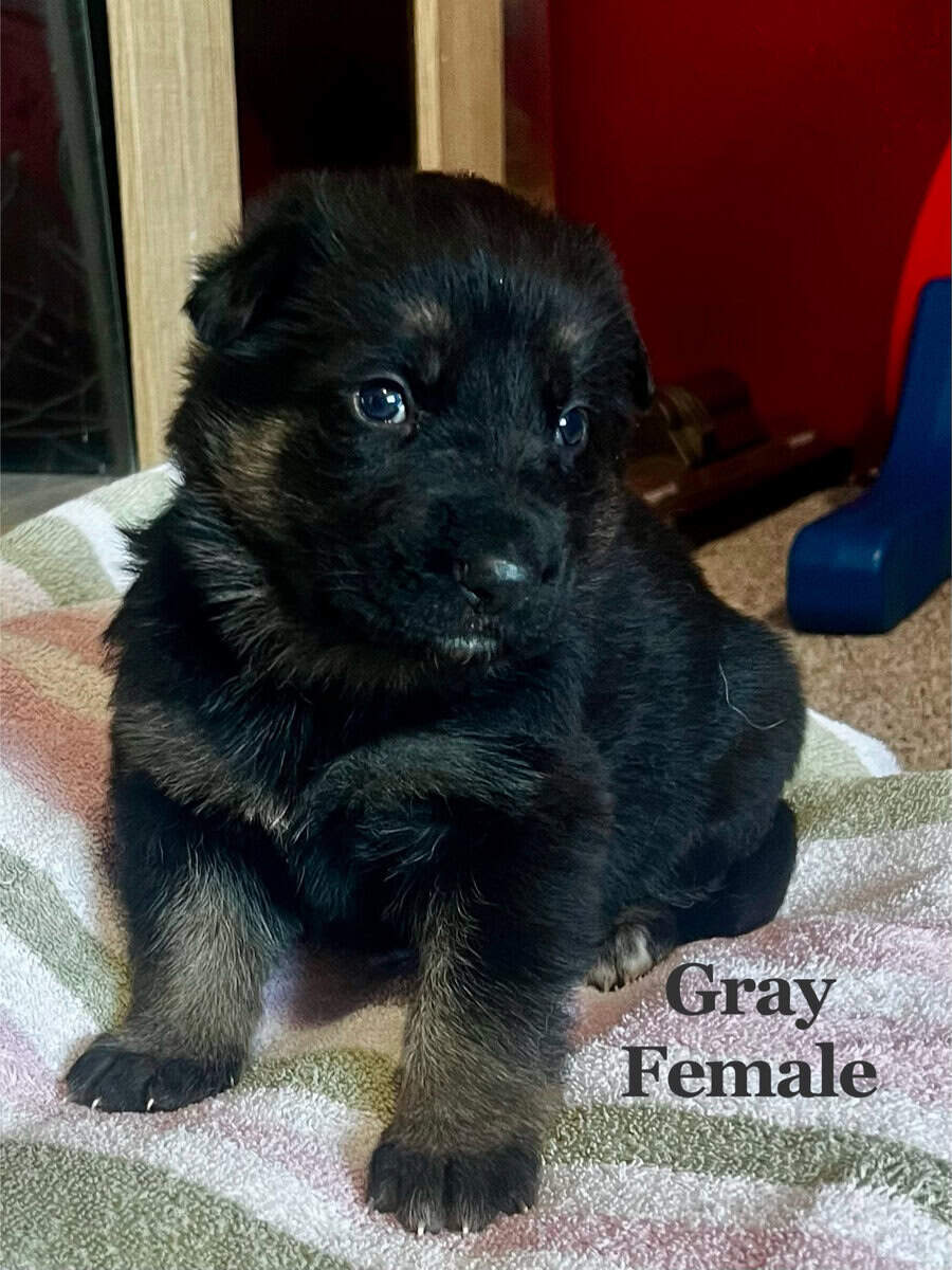 Black and Sable German Shepherd Puppies image 3