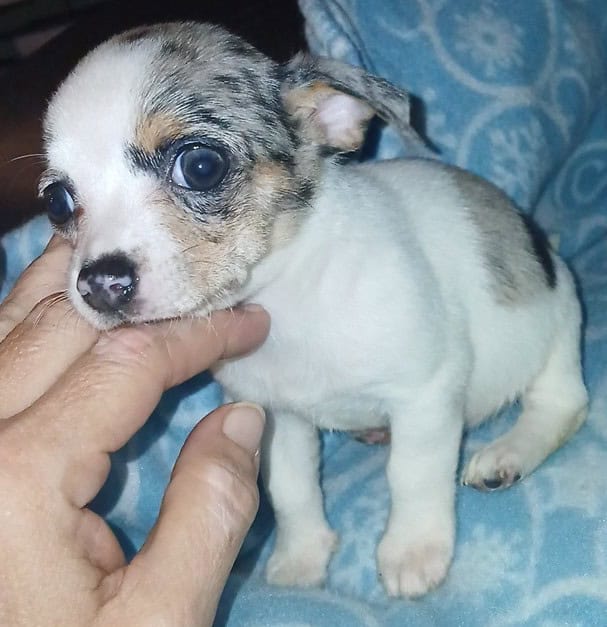 Tiny white with Merle piebald female chihuahua pup image 22