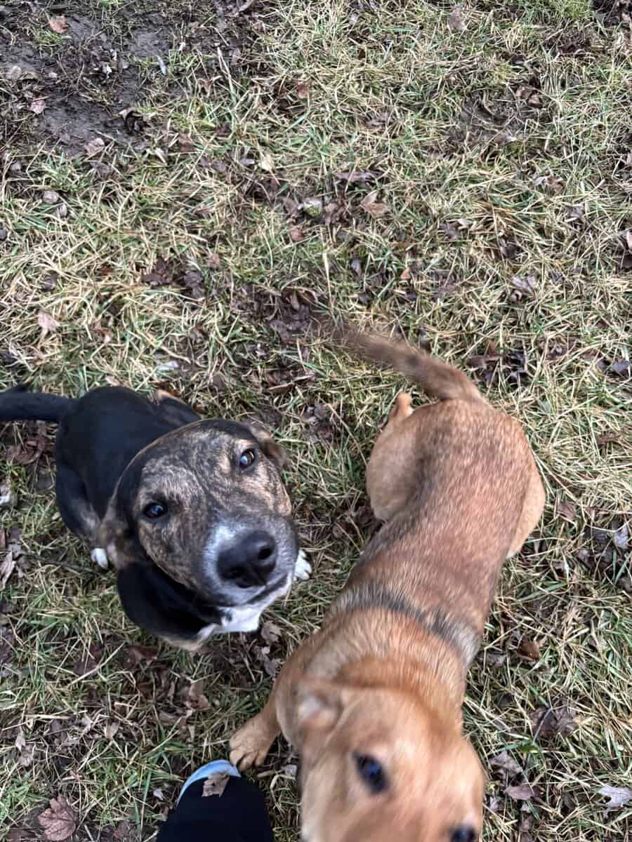 Puppies and young male dogs image 3