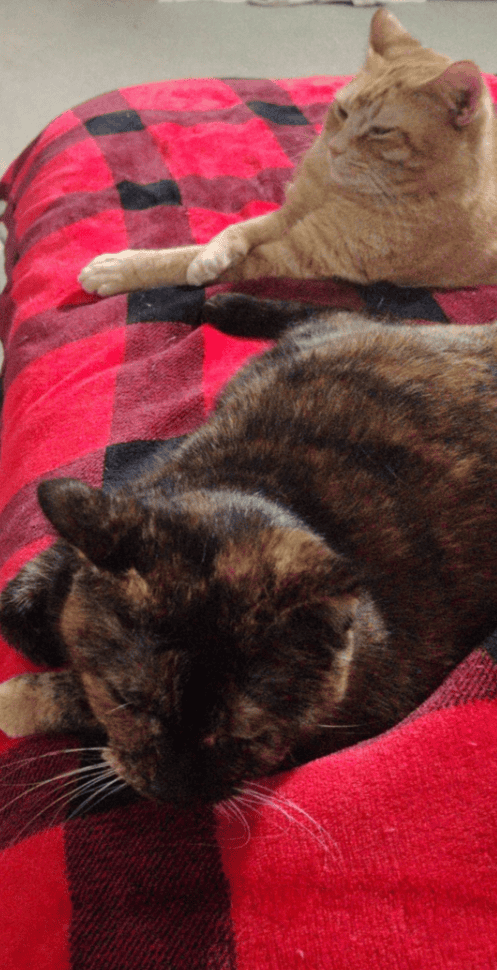 Two Cats image 2