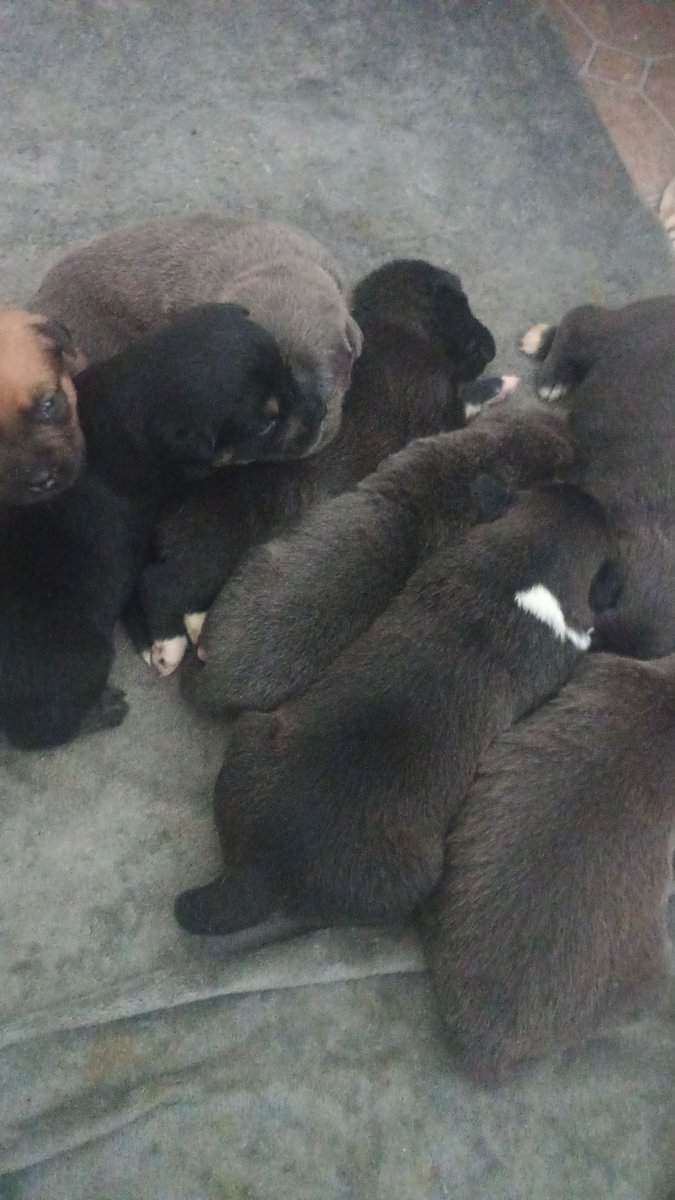 Pitbull cross image 1