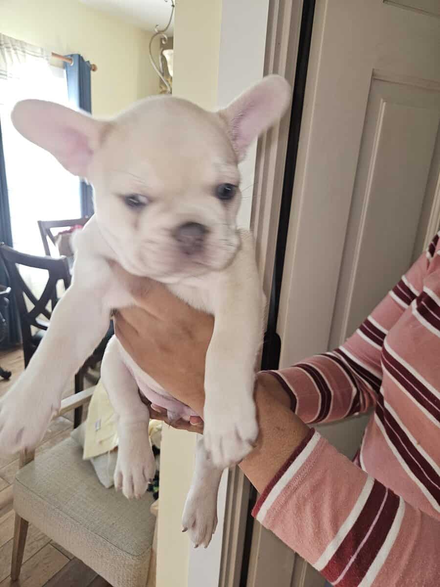 French bulldogs puppies image 8