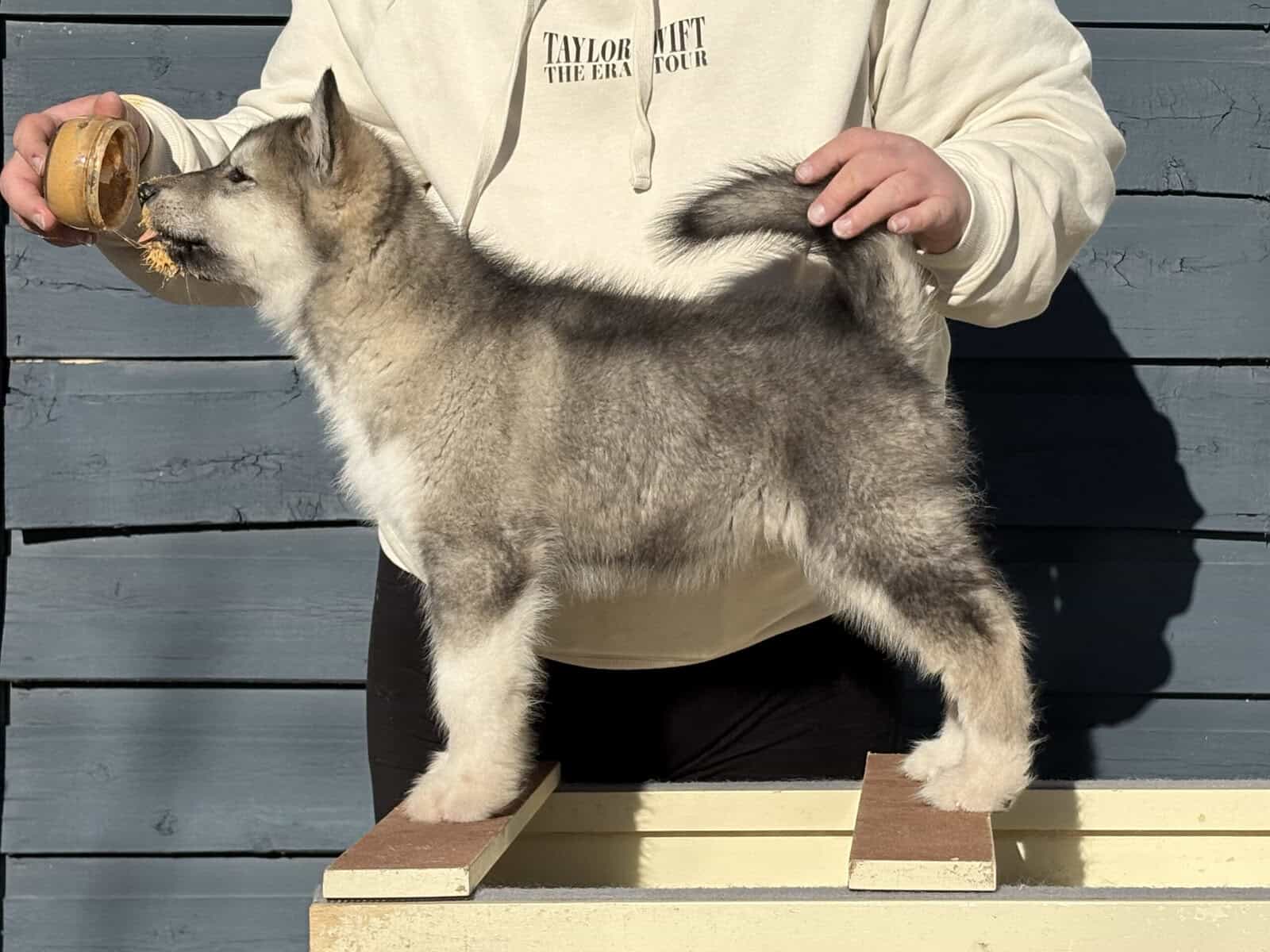 ⭐️ Alaskan Malamute Puppy – Violet image 6